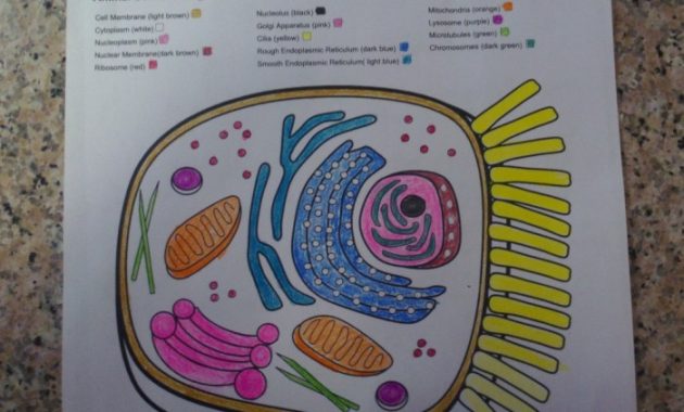 Eukaryotic animal cell coloring sheet answer key