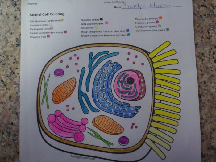 Eukaryotic animal cell coloring sheet answer key