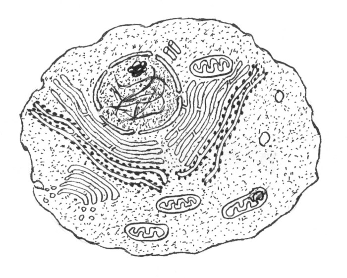 Eukaryotic animal cell coloring