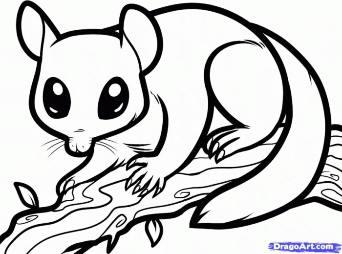 Easy coloring pages of nocturnal animals