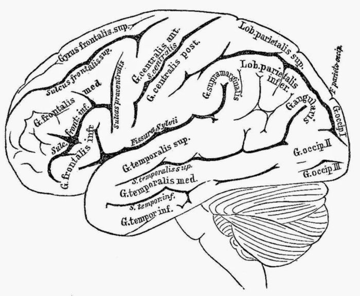 Brain coloring book pdf