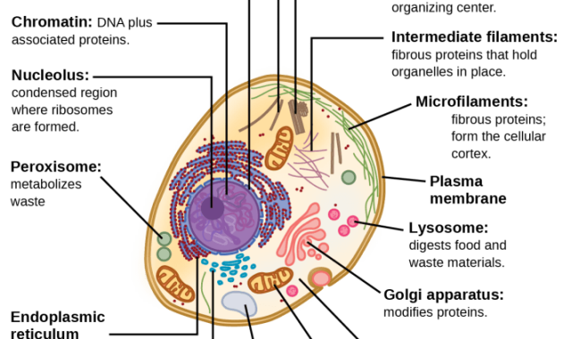 Eukaryotic animal cell coloring