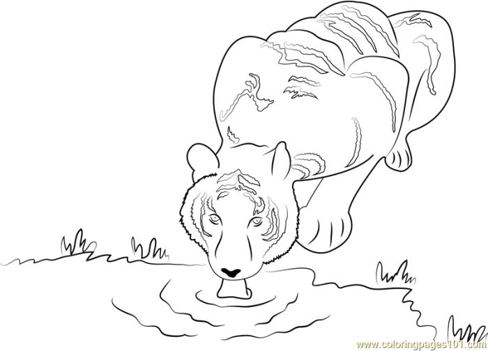 Drinking animals coloring pages