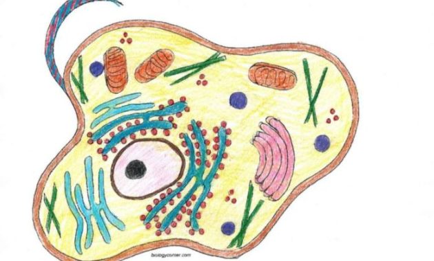 Animal Cell Coloring Page Answer Key