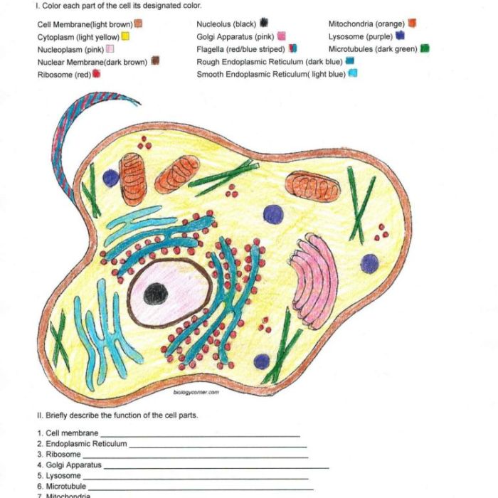 Animal cell coloring page answer key