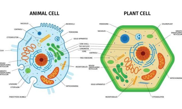 Plant and animal cell coloring