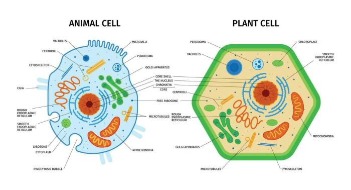 Plant and animal cell coloring