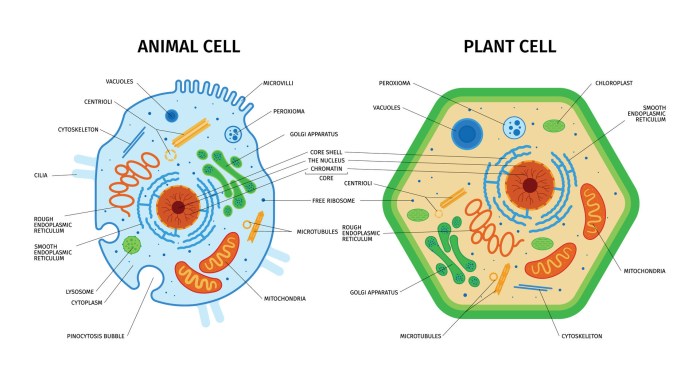 Plant and animal cell coloring