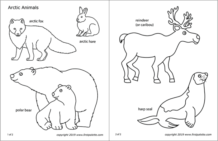 Coloring pictures of polar animals