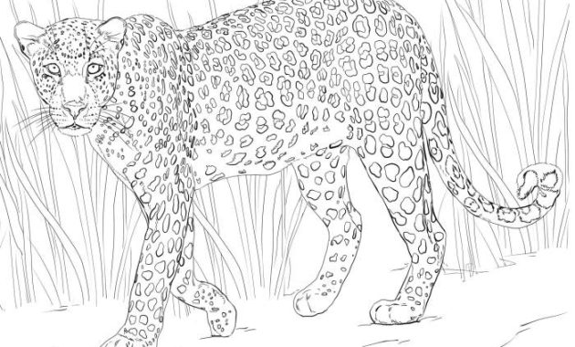 Africa animals coloring pages