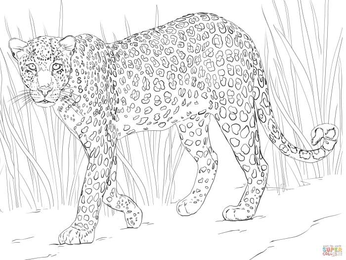 Africa animals coloring pages