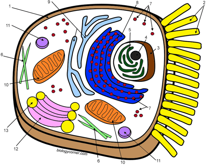 Cell animal plant color match pages freebie smith science teacherspayteachers lit activity organelles cells saved