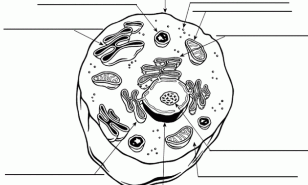 Generalized Animal Cell Coloring Sheet