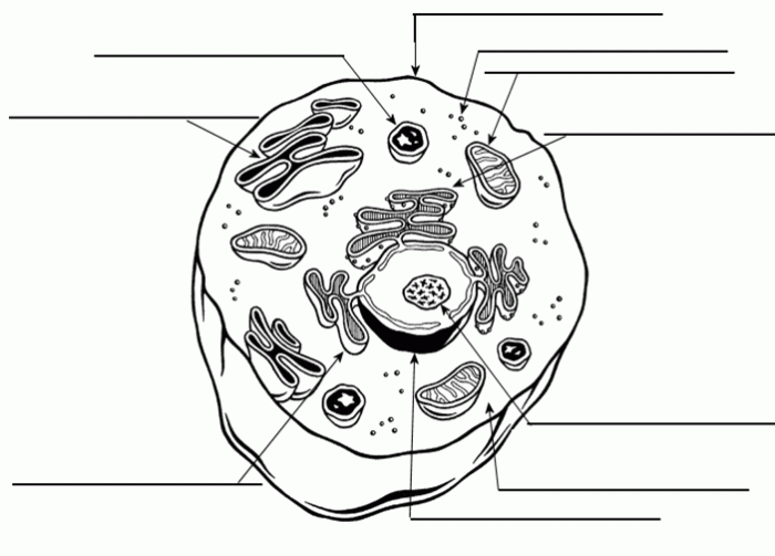 Generalized animal cell coloring sheet