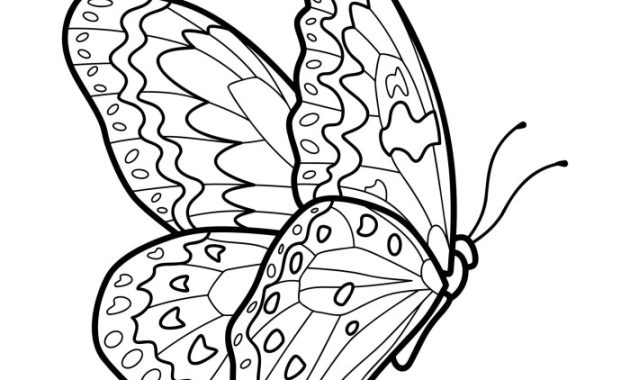 Butterfly coloring book picture