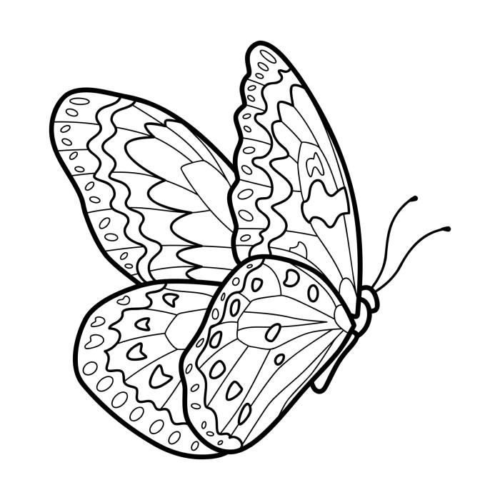 Butterfly coloring book picture