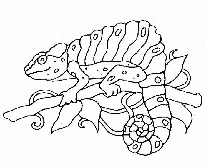 Free forest animals coloring pages