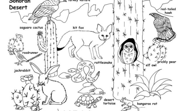 Desert Animals Habitats Coloring Pages