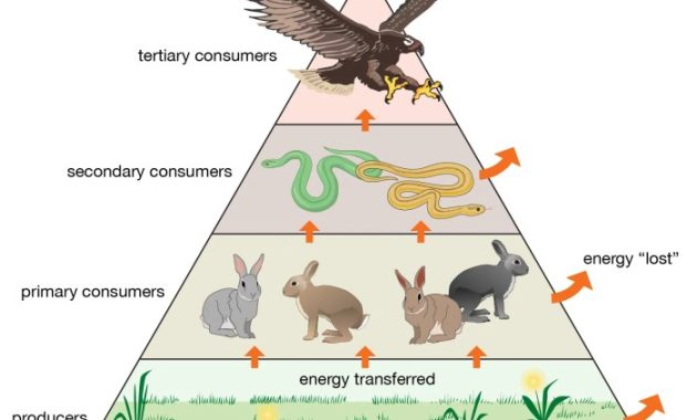 Energy pyramid of land animals coloring pages