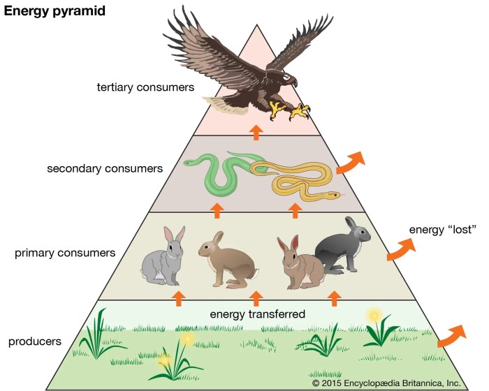 Energy pyramid of land animals coloring pages