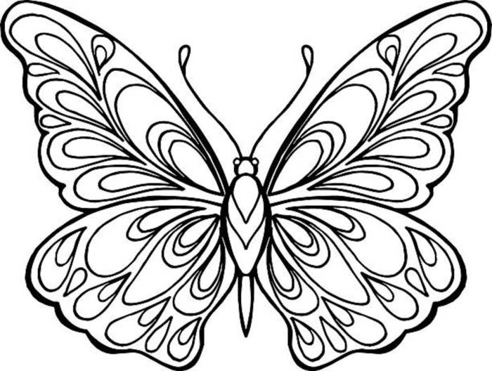 Butterfly coloring book picture