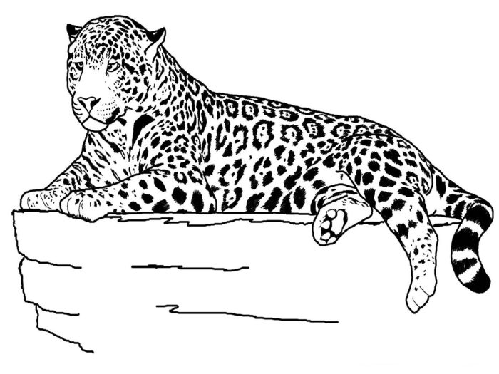 Decorative animal coloring pages