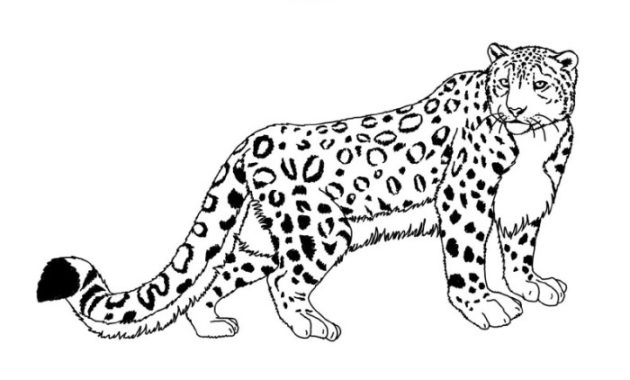 Animal jam coloring pages snow leopard