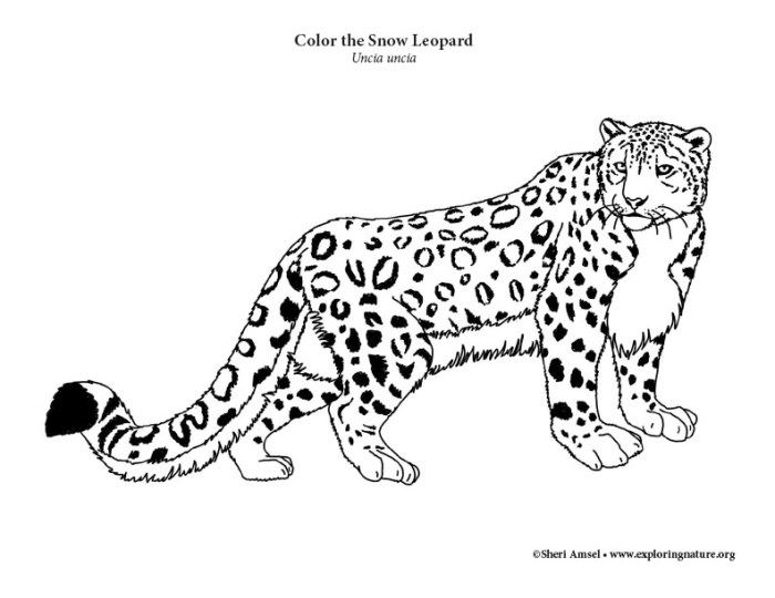 Animal jam coloring pages snow leopard