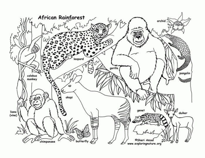 Coloring pages for rainforest animals