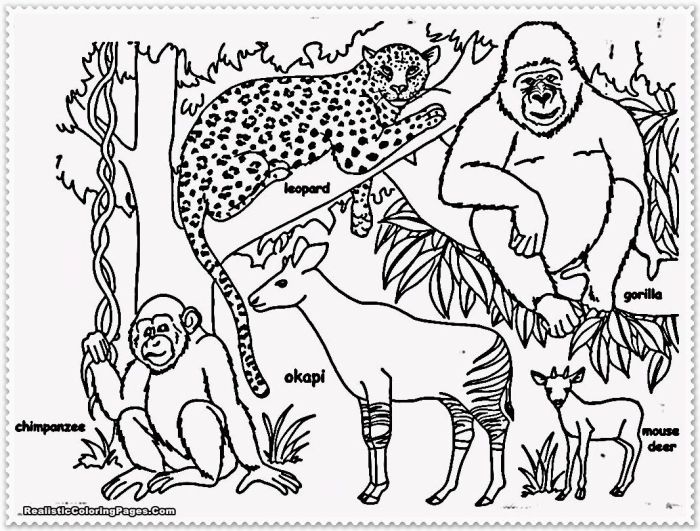 Jungle coloring pages book kids