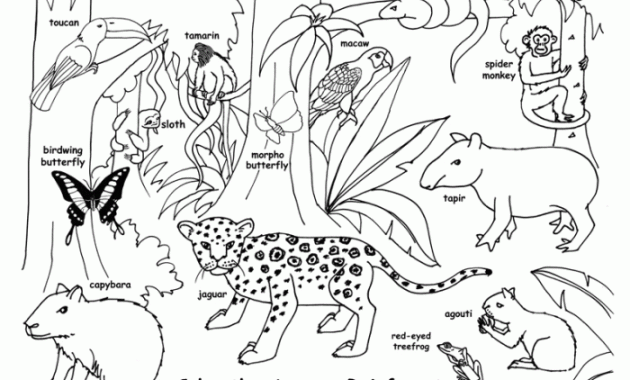 Rainforest Animals Coloring Pages Preschool