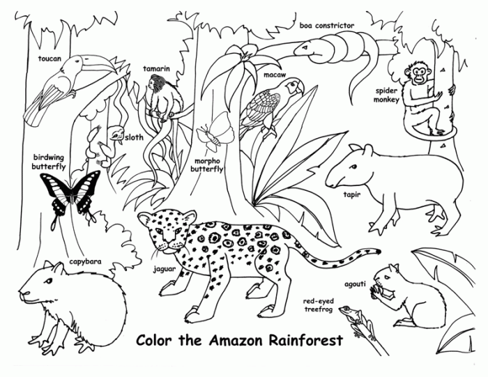 Rainforest animals coloring pages preschool