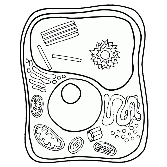 Generalized animal cell coloring sheet